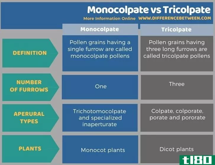 单嗅觉(monocolpate)和三叉肌(tricolpate)的区别