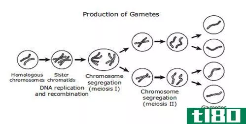 减数分裂(meiosis)和配子发生(gametogenesis)的区别