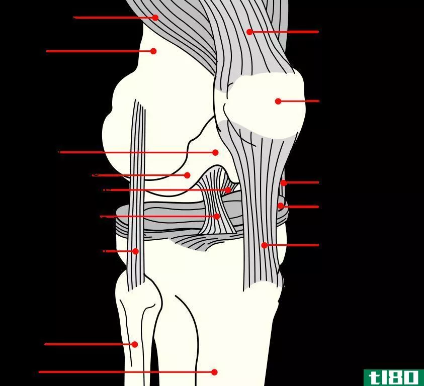 内侧(medial)和侧面的(lateral)的区别