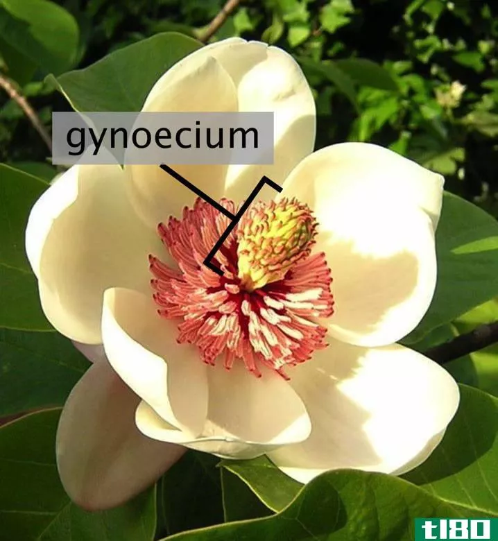 雄蕊群(androecium)和雌蕊(gynoecium)的区别