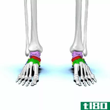 跗骨(tarsal)和腕骨(carpal bones)的区别