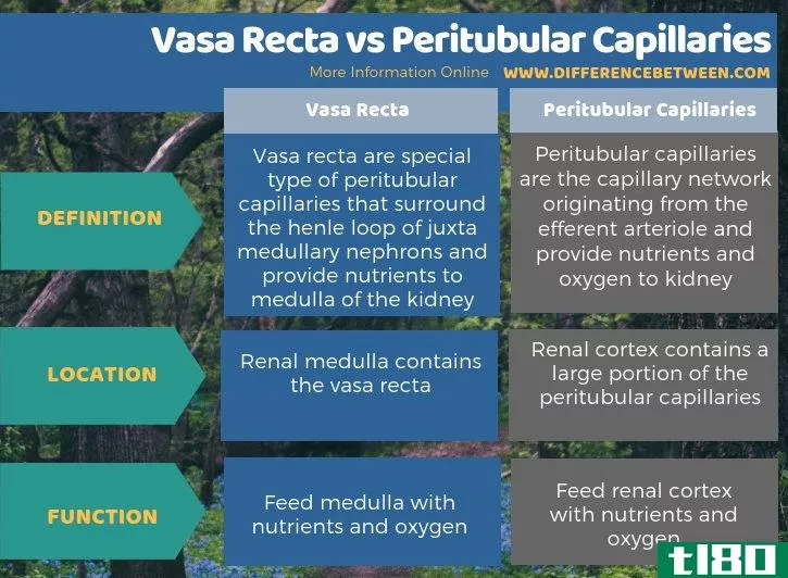 直肠血管(vasa recta)和管周毛细血管网(peritubular capillaries)的区别