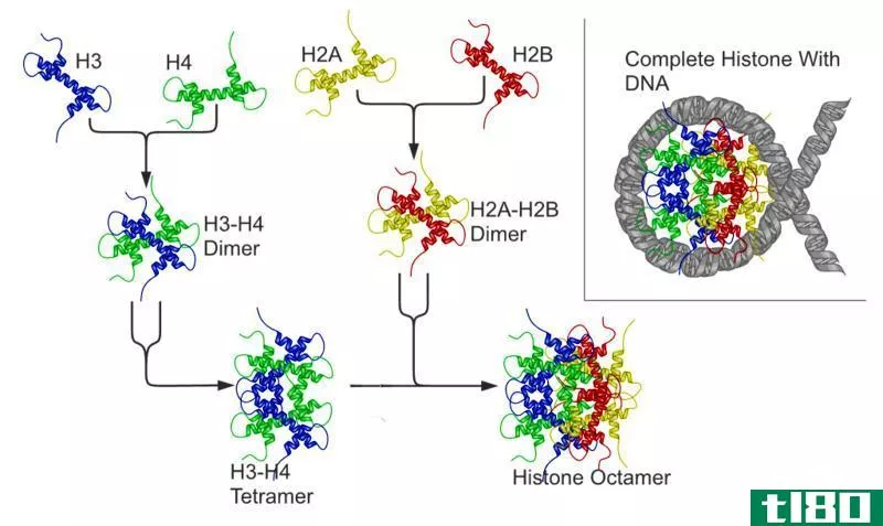 组蛋白(histone)和非组蛋白(nonhistone proteins)的区别