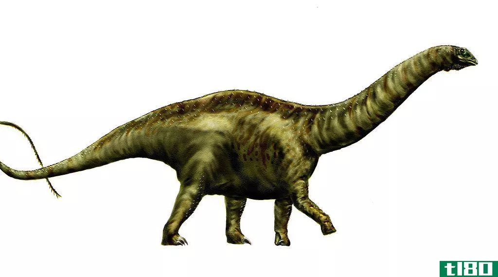 麻龙(apatosaurus)和腕龙(brachiosaurus)的区别