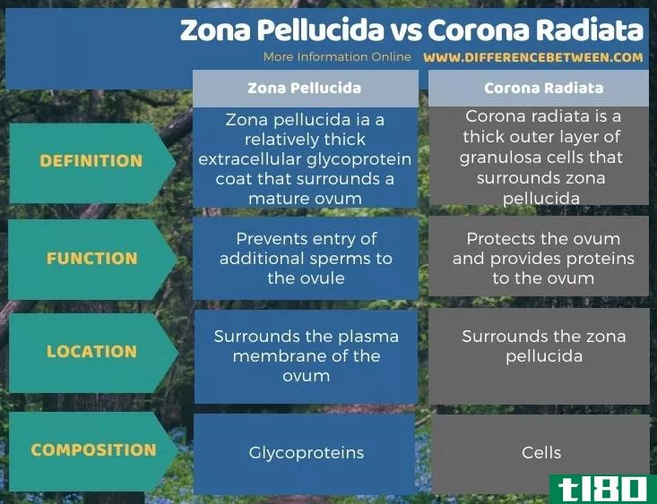 透明带(zona pellucida)和放射冠(corona radiata)的区别