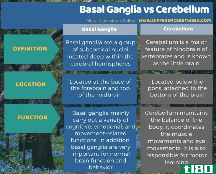 基底神经节(basal ganglia)和小脑(cerebellum)的区别