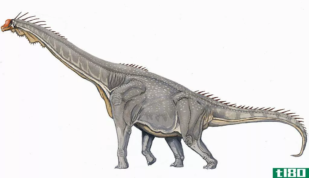 麻龙(apatosaurus)和腕龙(brachiosaurus)的区别