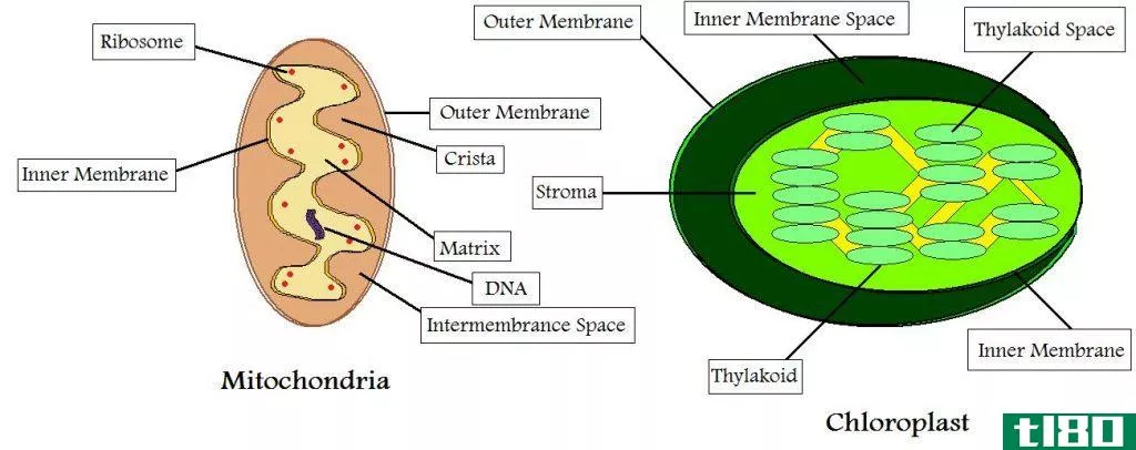 细胞质遗传(cytoplasmic inheritance)和遗传母性效应(genetic maternal effect)的区别