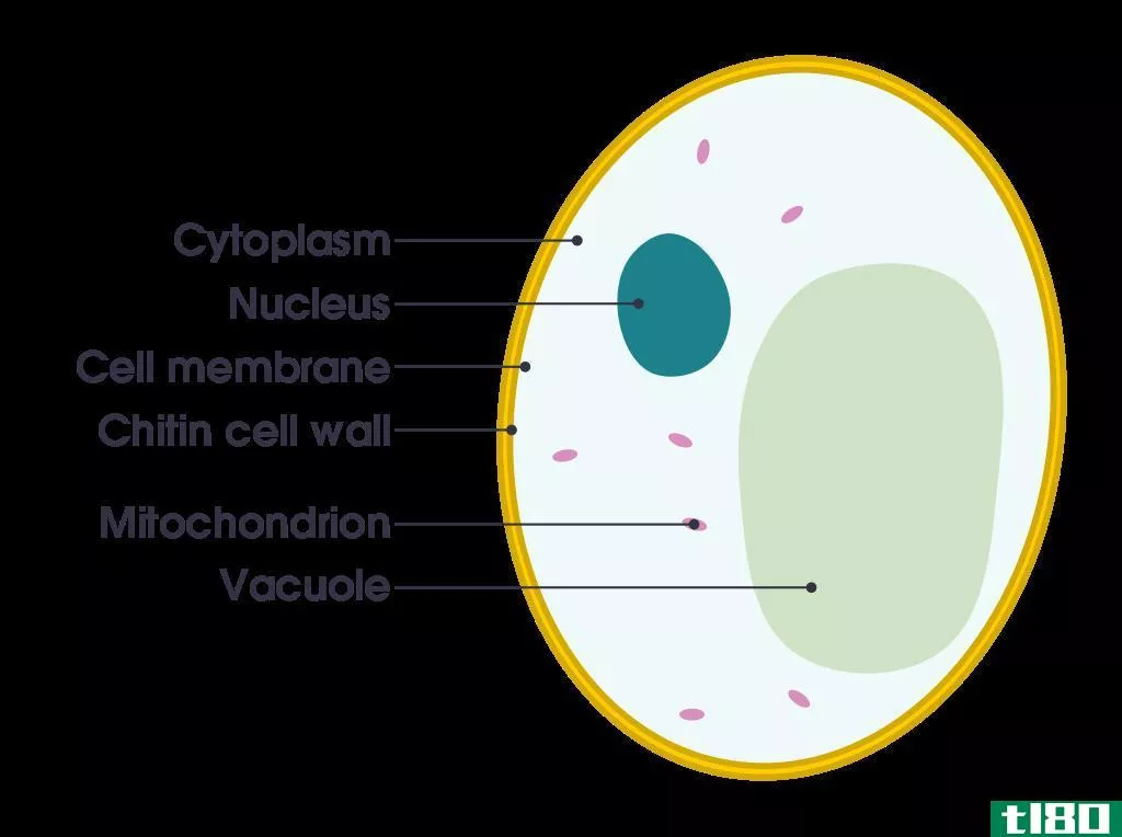 细胞内(intracellular)和细胞外液(extracellular fluids)的区别