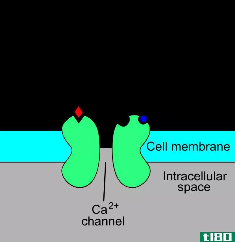 安帕(ampa)和nmda受体(nmda receptors)的区别