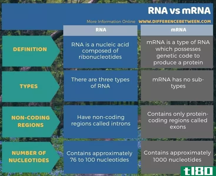 核糖核酸(rna)和信使核糖核酸(mrna)的区别