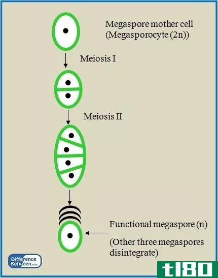 小孢子发生(microsporogenesis)和大孢子发生(megasporogenesis)的区别