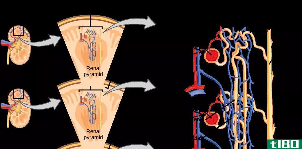 直肠血管(vasa recta)和管周毛细血管网(peritubular capillaries)的区别