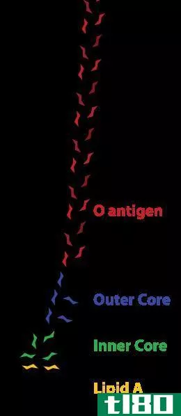 o(o)和h抗原(h antigen)的区别