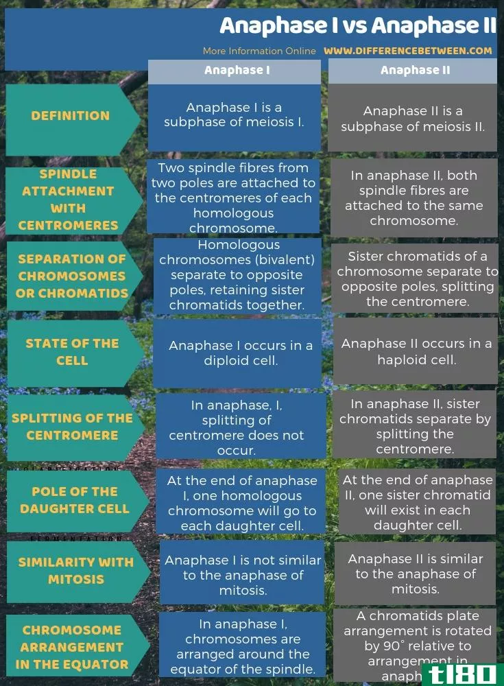 后期i(anaphase i)和后期ii(anaphase ii)的区别