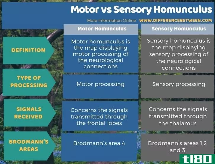 发动机(motor)和感器(sensory homunculus)的区别