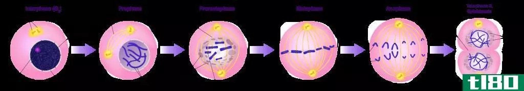相间(interphase)和有丝分裂(mitosis)的区别