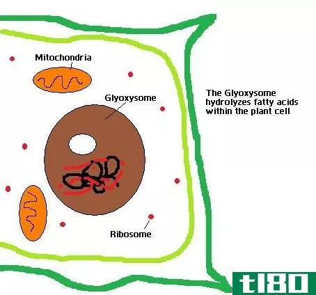 乙醛酸循环体(glyoxysomes)和过氧化物酶体(peroxisomes)的区别