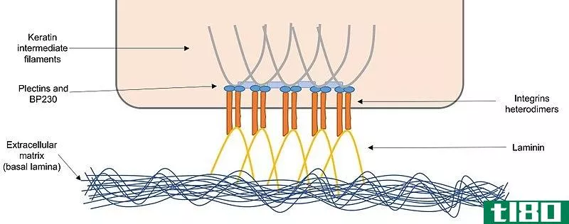 桥粒(de**osomes)和半桥粒(hemide**osomes)的区别