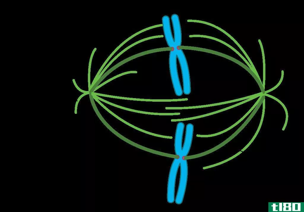 动粒(kinetochore)和非动粒微管(nonkinetochore microtubules)的区别