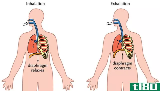 呼吸(respiration)和细胞呼吸(cellular respiration)的区别