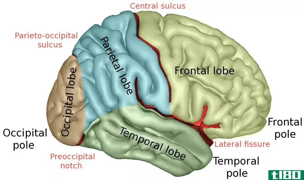 脑(brain)和大脑(cerebrum)的区别