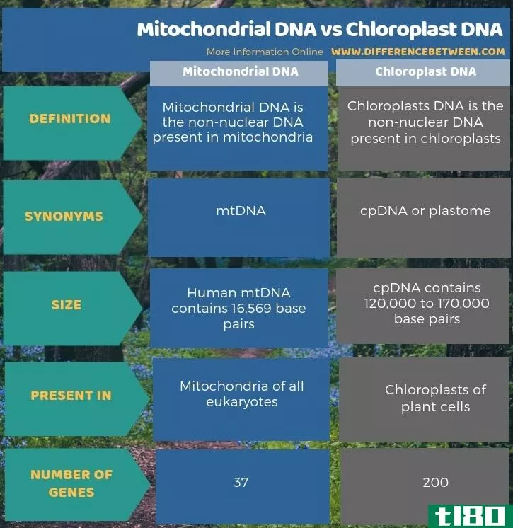 线粒体dna(mitochondrial dna)和叶绿体dna(chloroplast dna)的区别