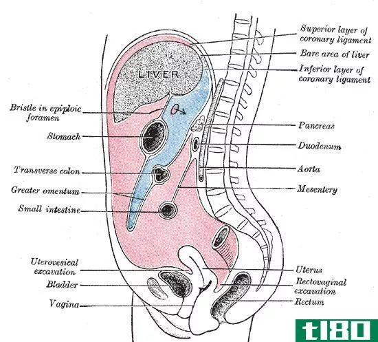 网膜(omentum)和肠系膜(mesentery)的区别