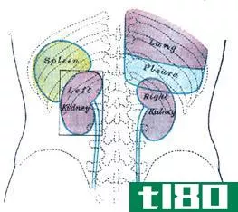 脾脏(spleen)和肾(kidney)的区别