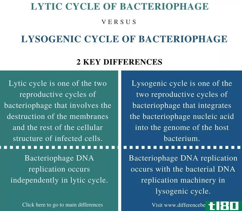 溶解的(lytic)和噬菌体溶源循环(lysogenic cycle of bacteriophage)的区别