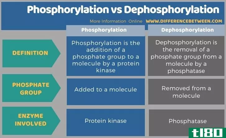 磷酸化(phosphorylation)和脱磷(dephosphorylation)的区别