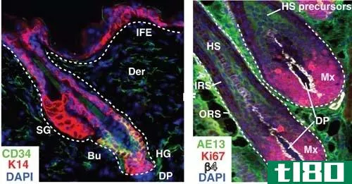 组织发生(histogenesis)和形态发生(morphogenesis)的区别