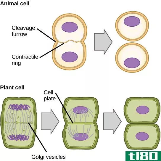 解理(cleavage)和细胞分裂(cell division)的区别