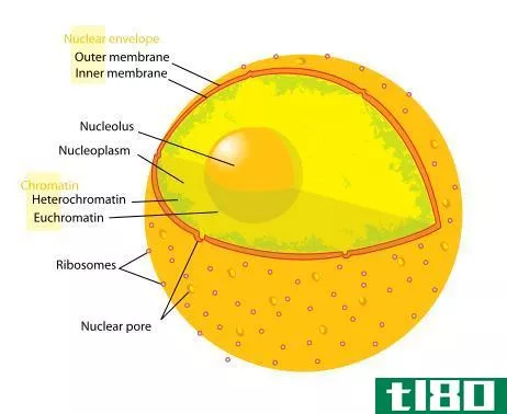细胞膜(cell membrane)和核膜(nuclear membrane)的区别