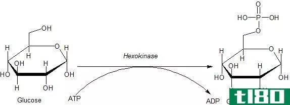 己糖激酶(hexokinase)和葡萄糖激酶(glucokinase)的区别