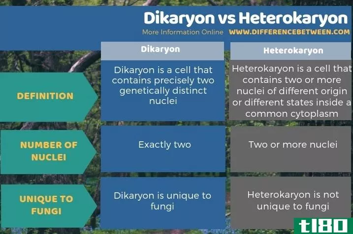 双核体(dikaryon)和异核体(heterokaryon)的区别