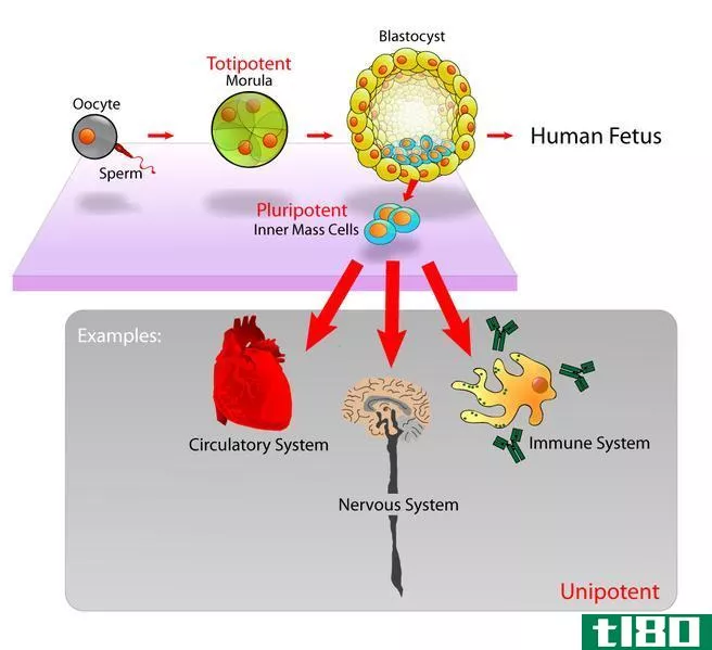 脐带干细胞(umbilical cord stem cells)和胚胎干细胞(embryonic stem cells)的区别