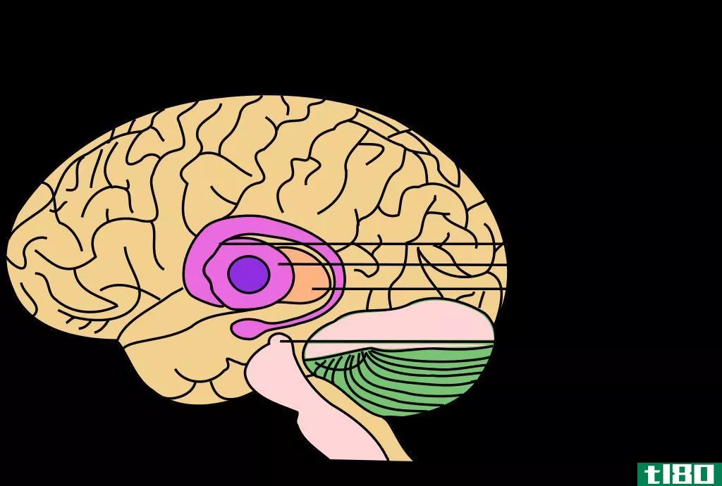 基底神经节(basal ganglia)和小脑(cerebellum)的区别