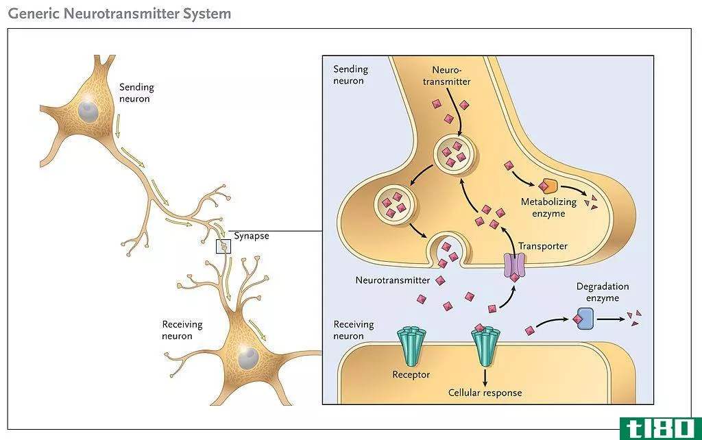 神经元(neur***)和神经递质(neurotran**itters)的区别