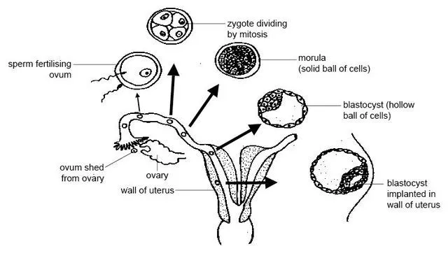 桑椹胚(morula)和囊胚(blastula)的区别