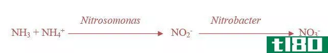 硝化作用(nitrification)和反硝化(denitrification)的区别