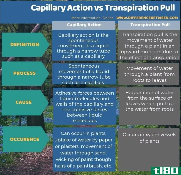 毛细管作用(capillary action)和蒸腾拉力(transpiration pull)的区别