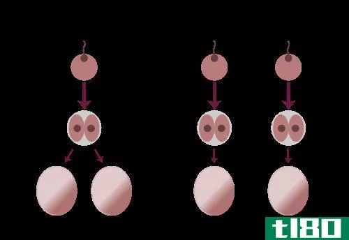 单合子的(monozygotic)和双卵双胞胎(dizygotic twins)的区别