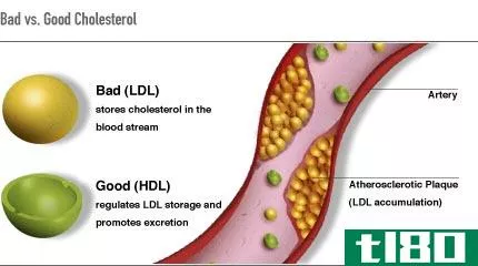 好胆固醇(good cholesterol)和坏胆固醇(bad cholesterol)的区别