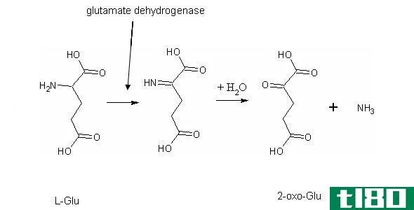 氧化的(oxidative)和非氧化脱氨基(nonoxidative deamination)的区别