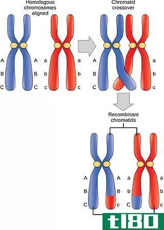 父母类型(parental type)和重组型染色体(recombinant type chromosomes)的区别