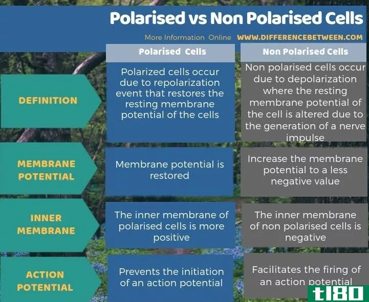 极化的(polarised)和非极化细胞(non polarised cells)的区别