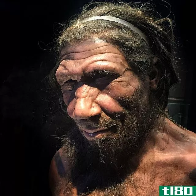 智人(homosapien)和尼安德特人(neanderthal)的区别