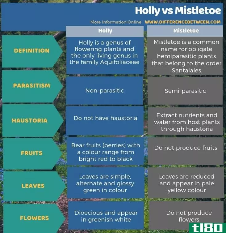 霍莉(holly)和槲寄生(mistletoe)的区别