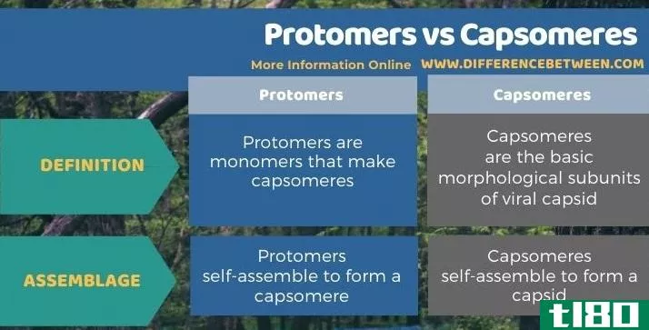 原生质体(protomers)和帽状体(capsomeres)的区别